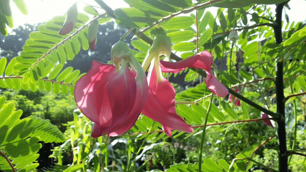 sesbania grandiflora (2)