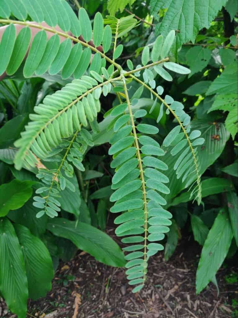 sesbania grandiflora (3)