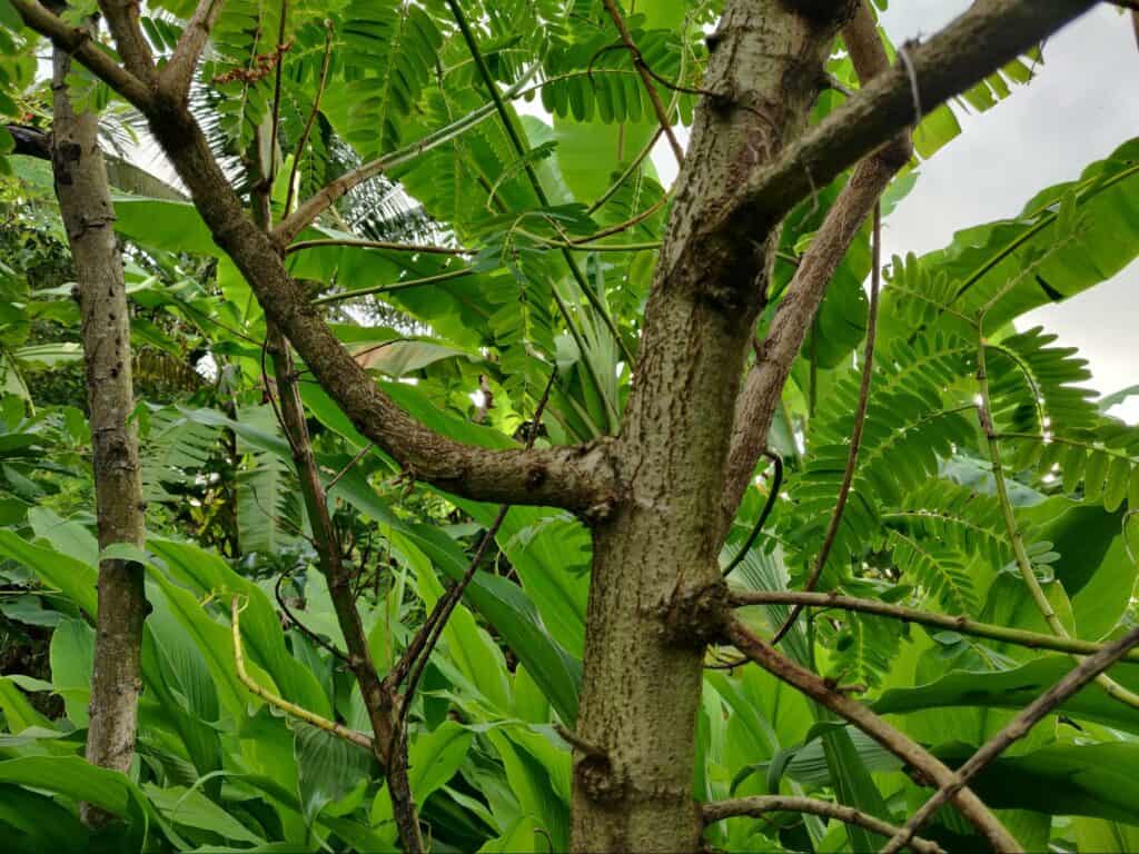 sesbania grandiflora (4)