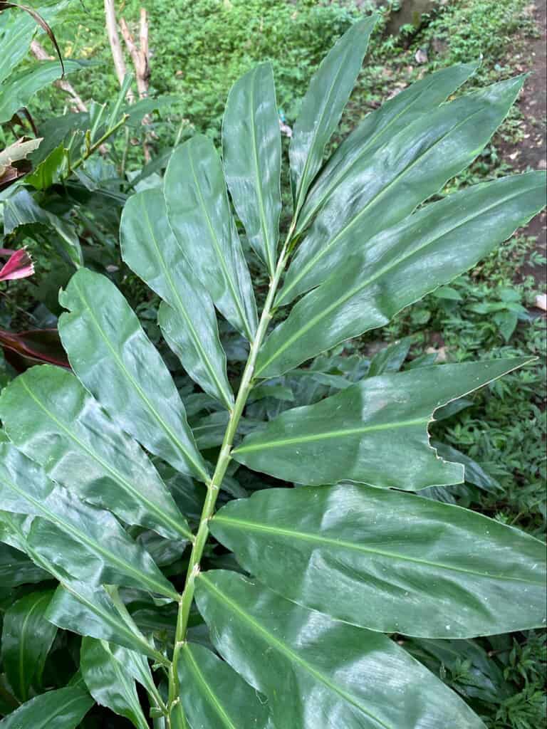 shampoo ginger leaves