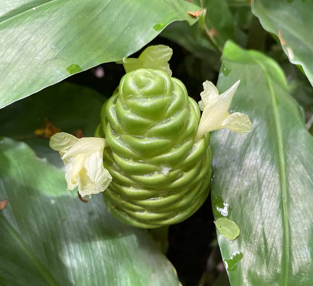 shampoo ginger pinecone (3)