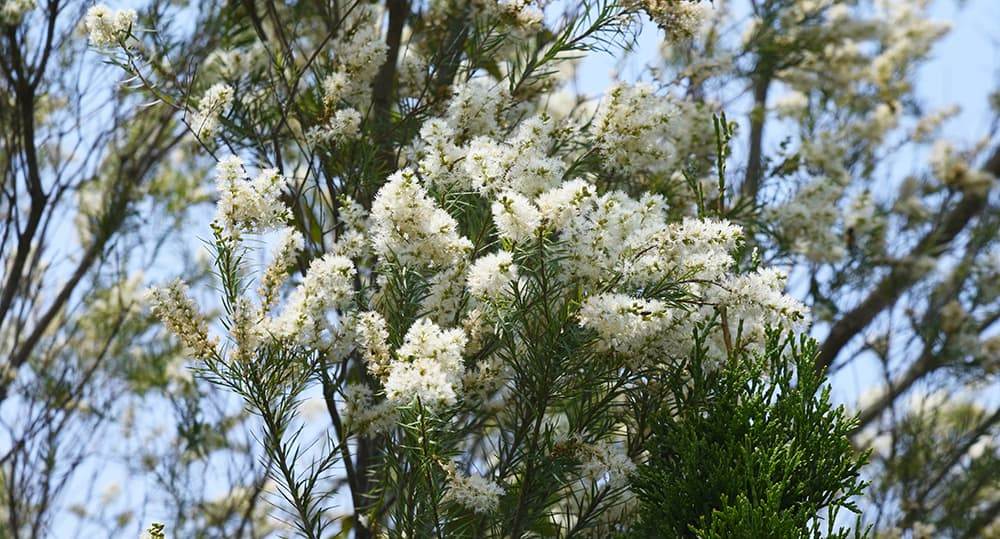 tea tree flowering