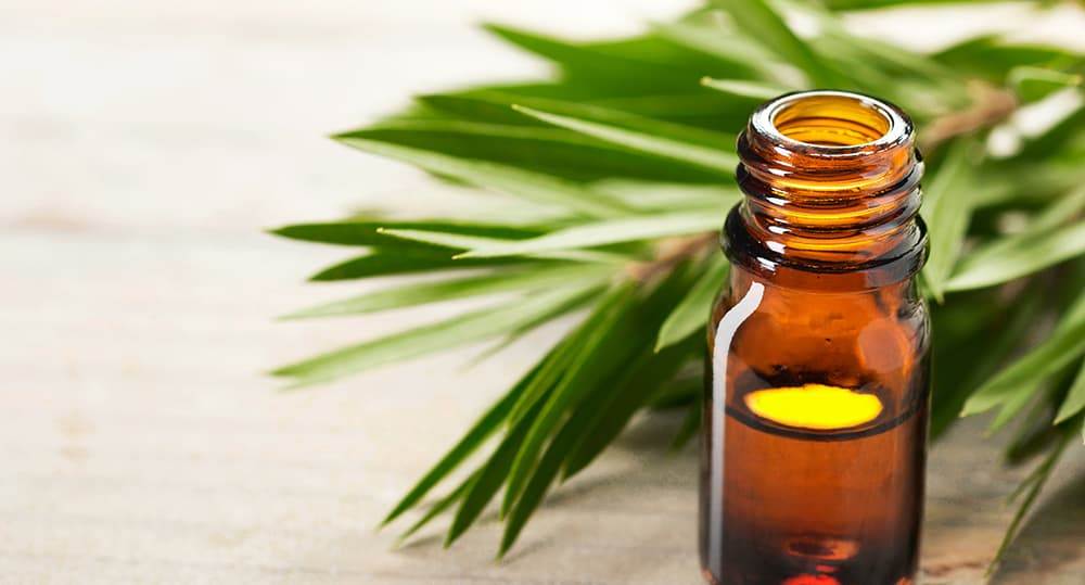 tea tree oil in the amber glass bottle and fresh tea tree leaves