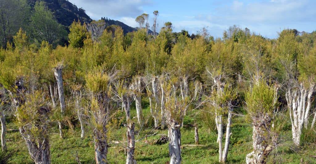 tea tree plantation at karamea, new zealand.