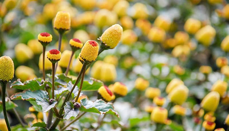 fresh flowering para cress plant, spilanthes oleracea, soft focu