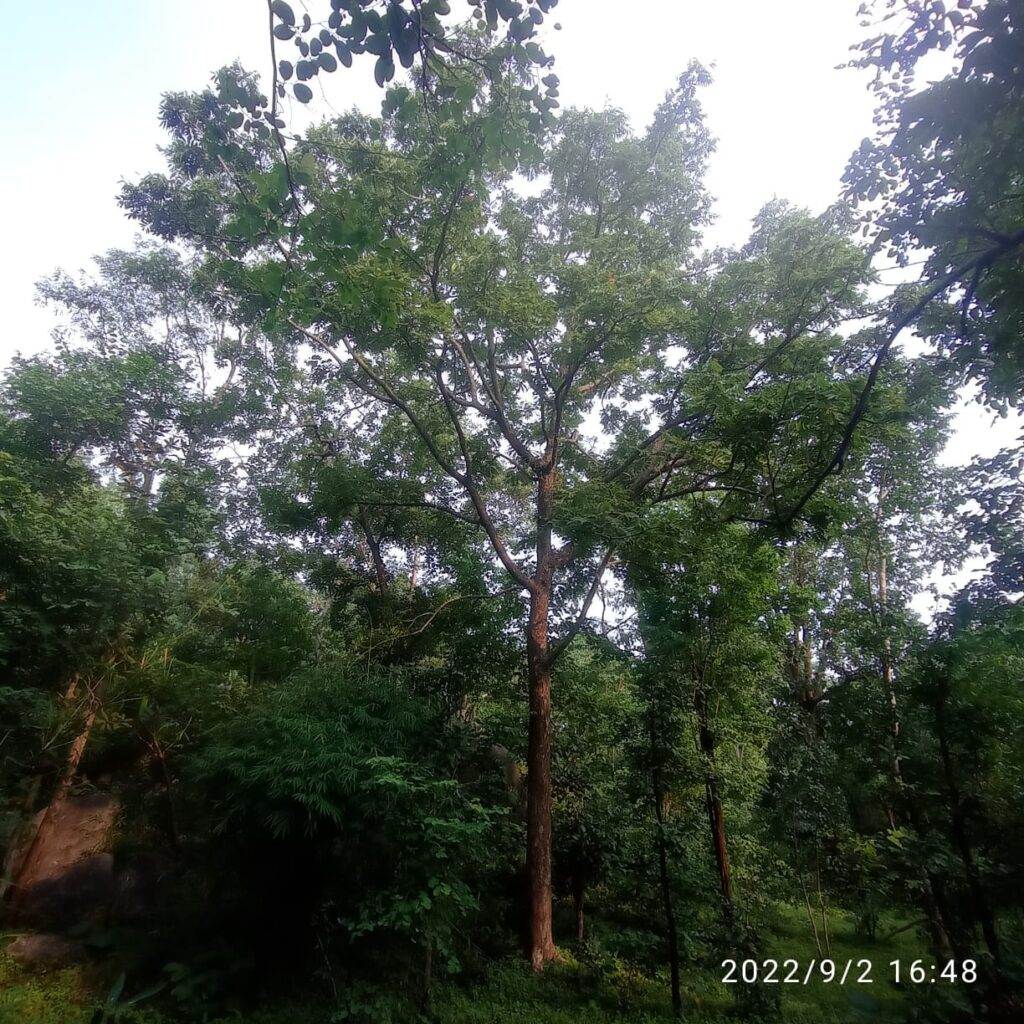 boswellia serrata tree
