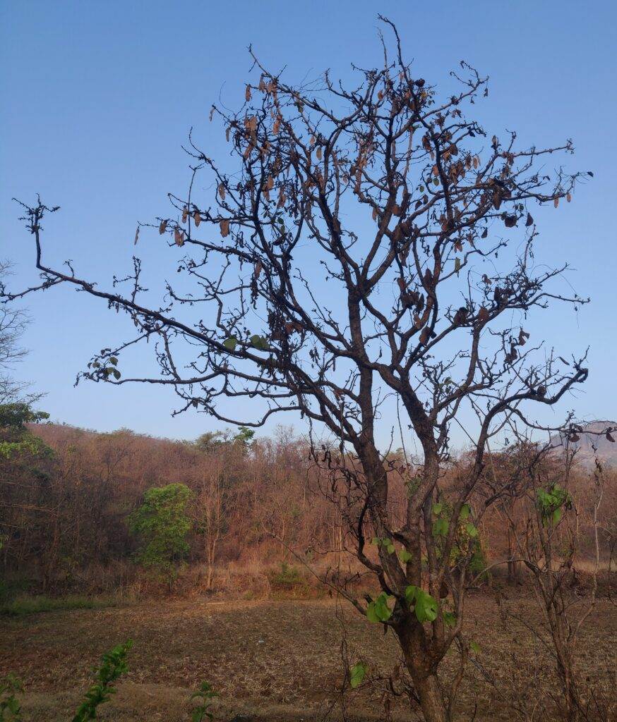 Flame of the Forest — Permaculture Database