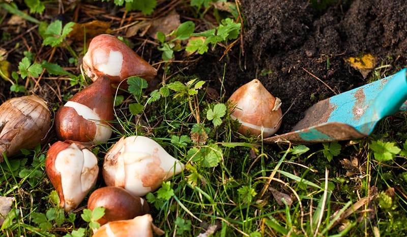 blumenzwiebeln, flower bulbs
