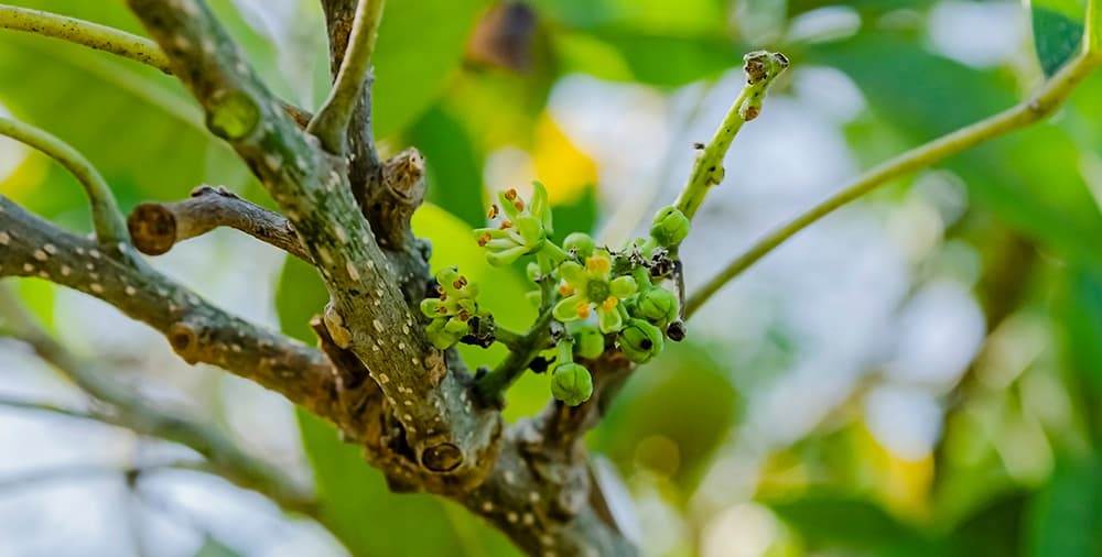 tiny flowers of mexican apple tree