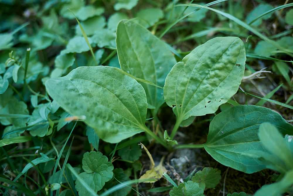 plantago major