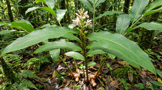 Galangal