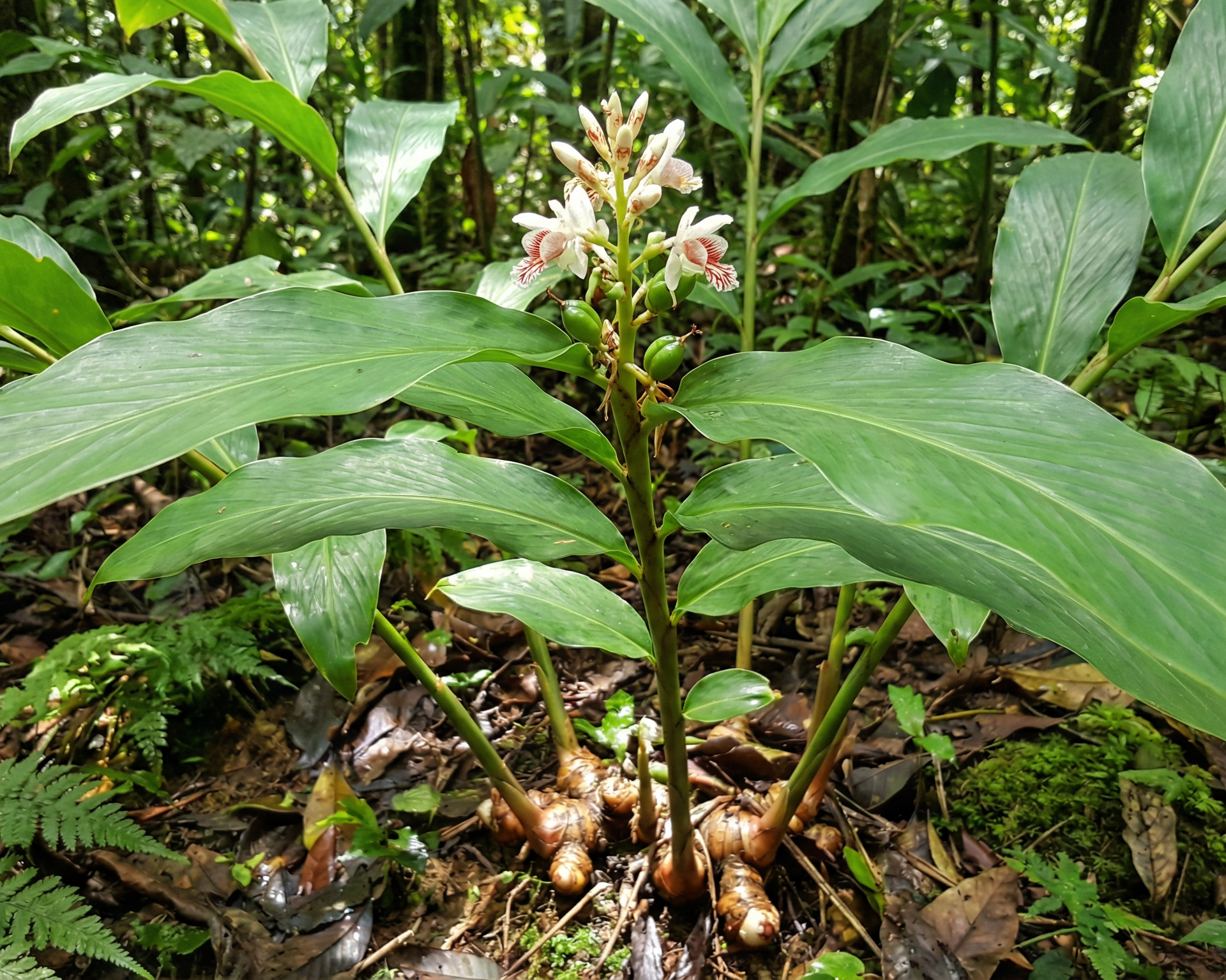 Greater galangal