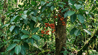 Upas Tree