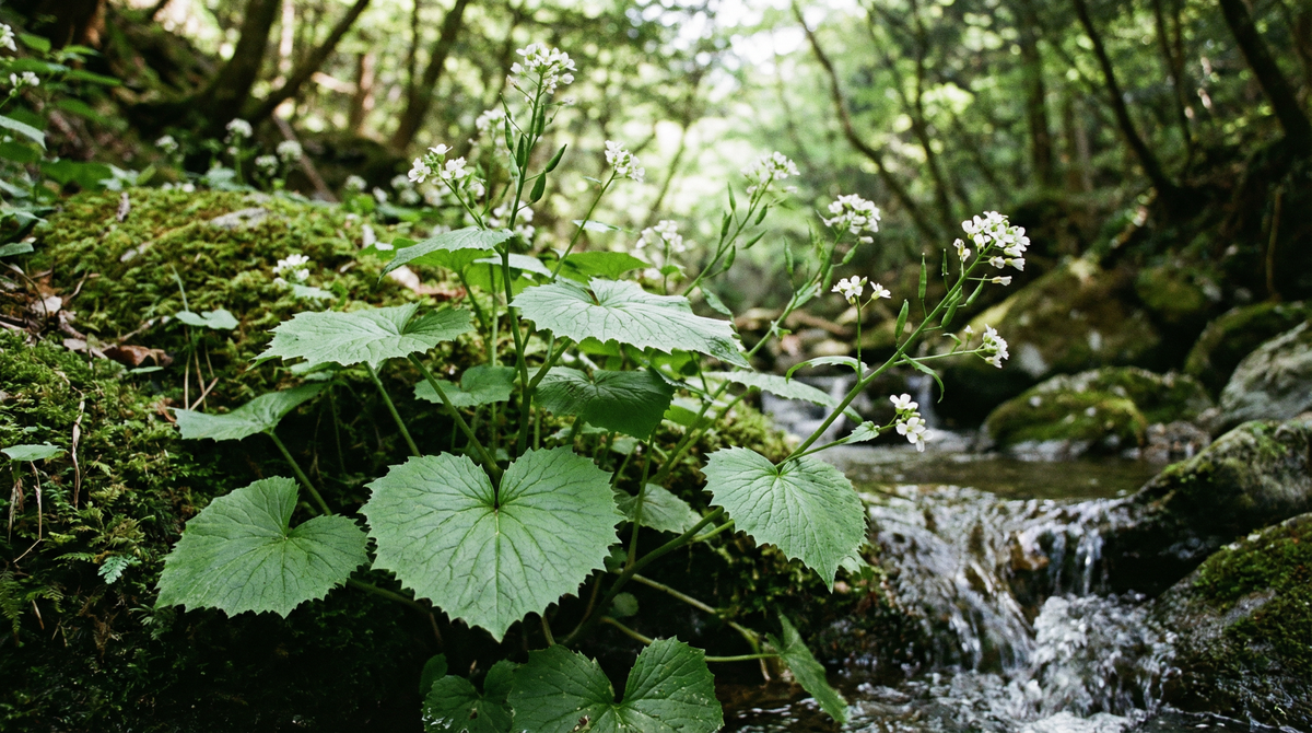 Wasabi