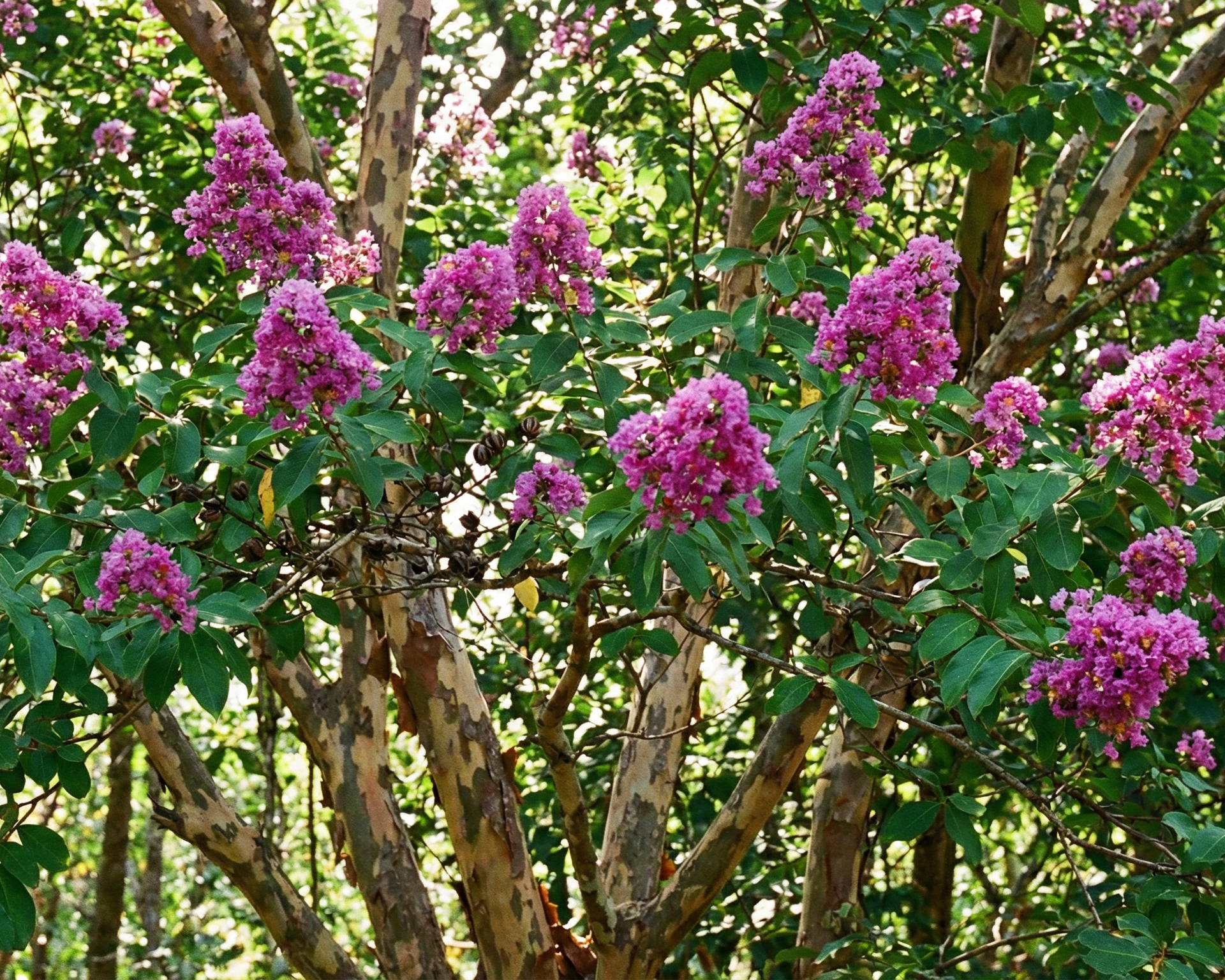 Crape Myrtle