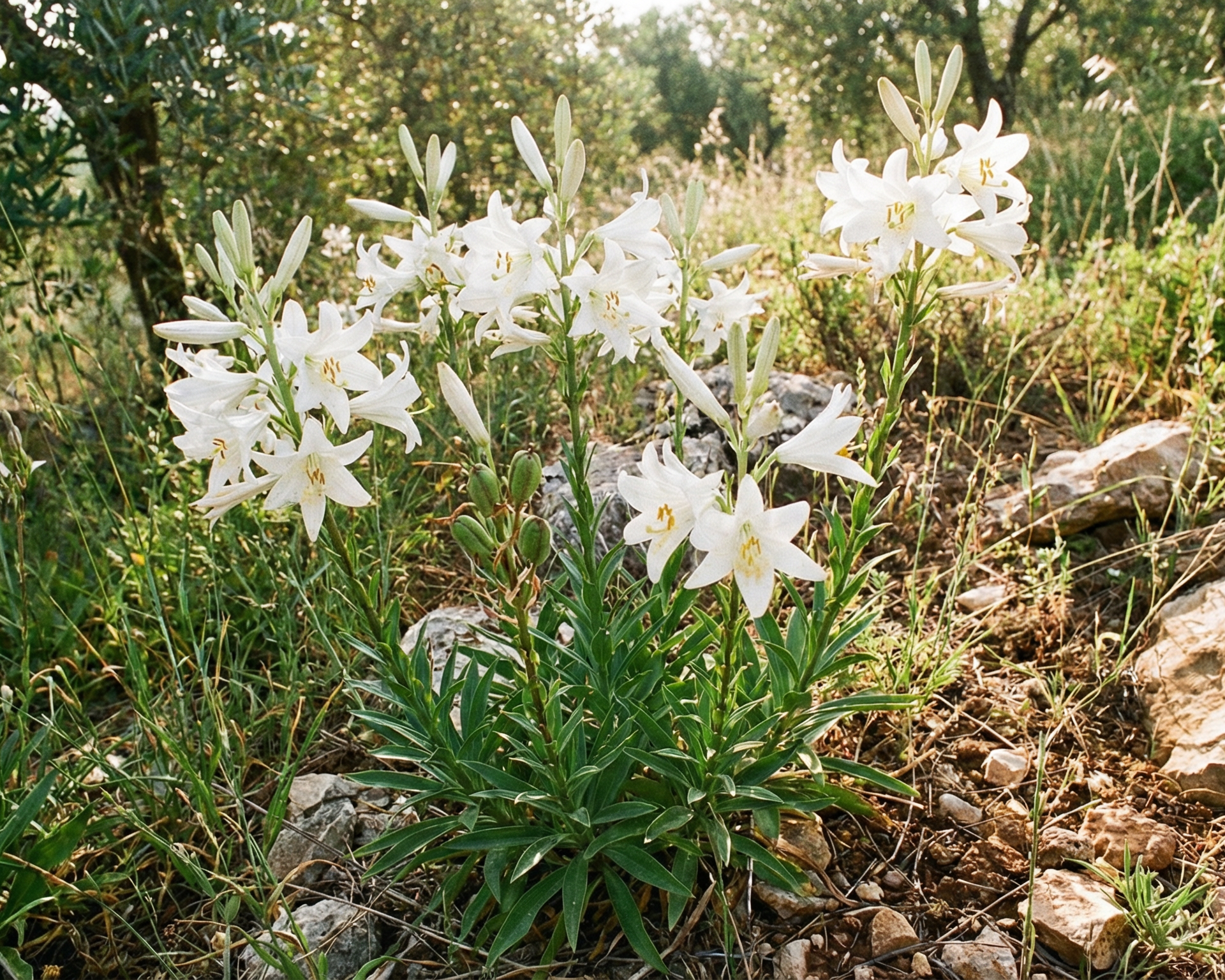 Lily