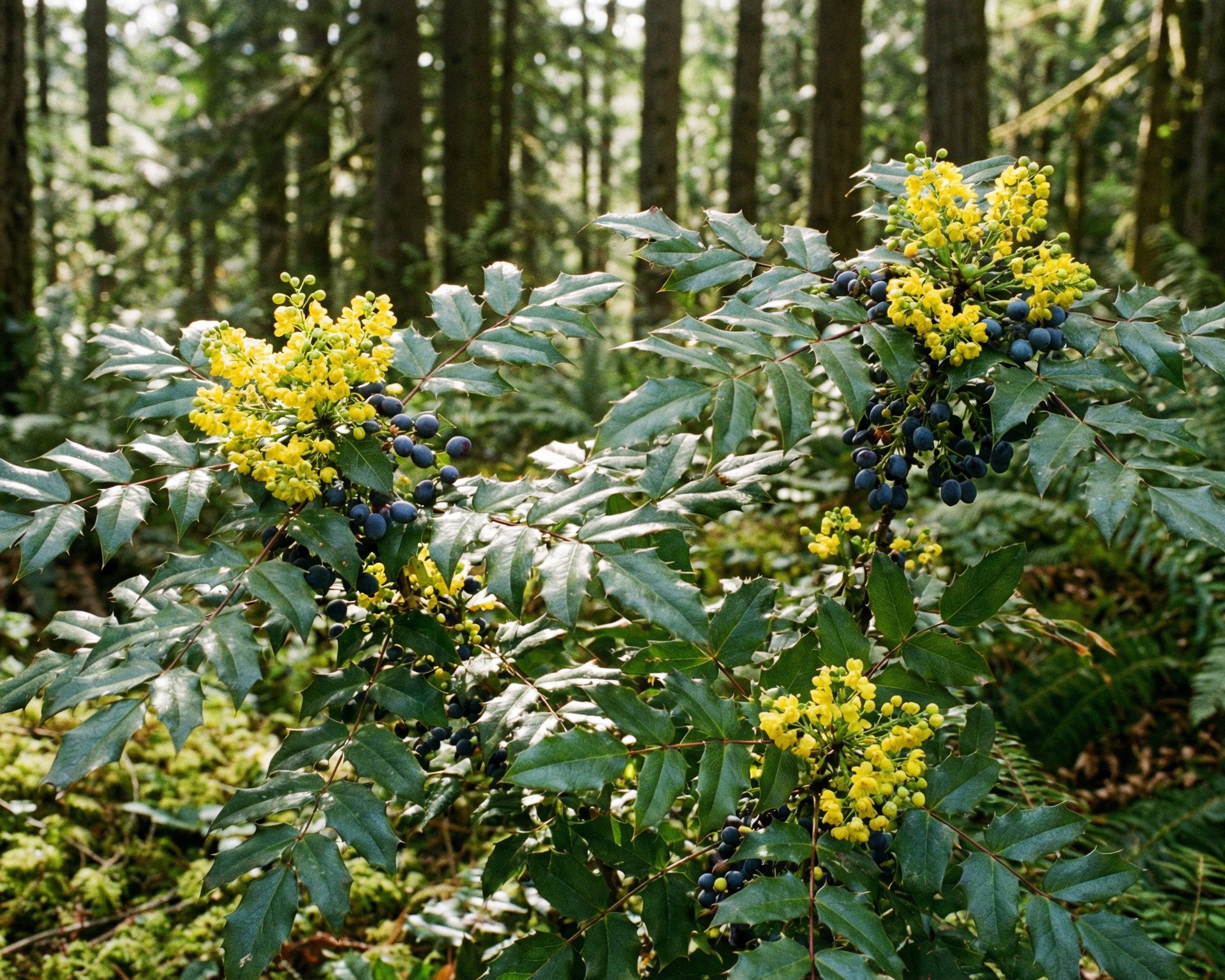 Oregon Grape