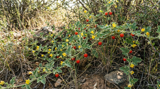 Madras Pea Pumpkin