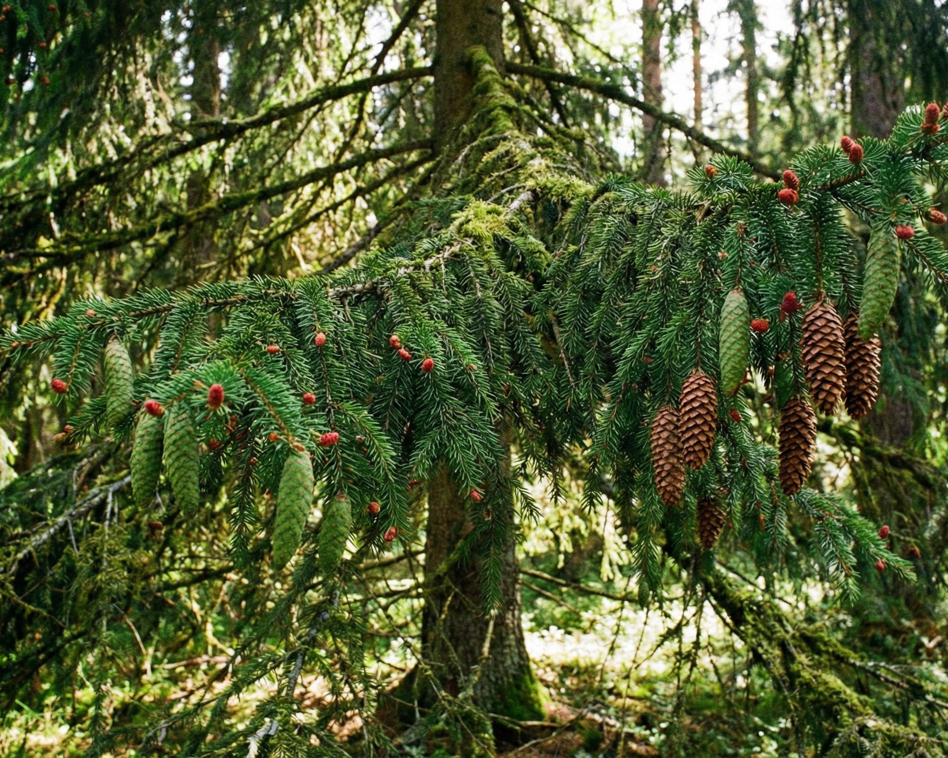 Spruce