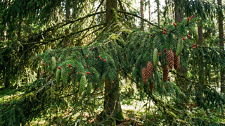 Spruce