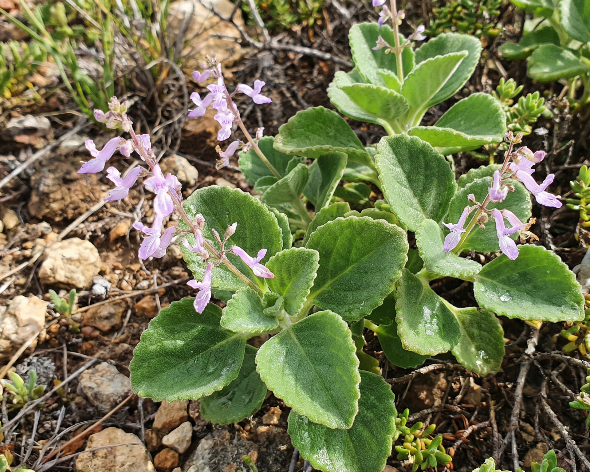 Spur Flower