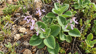 Spur Flower