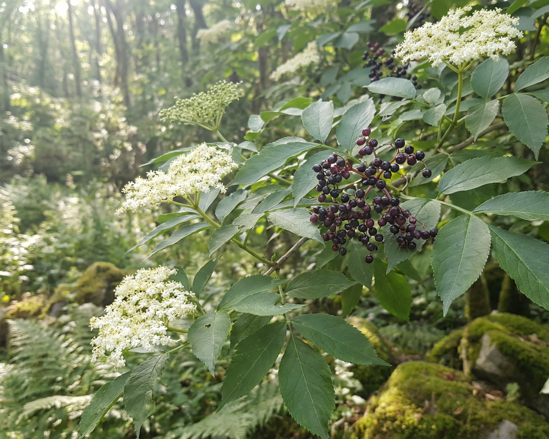 Elderberry