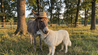 Donkey