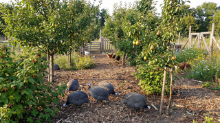 Guinea Fowl
