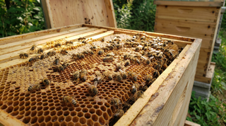 Honeybee