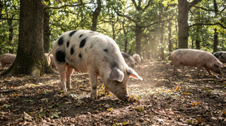 Pig