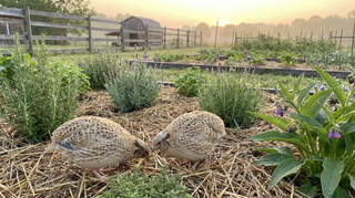 Coturnix Quail