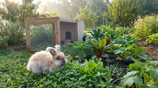 Rabbit