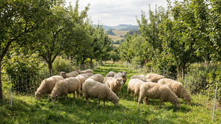 Sheep