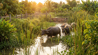 Water Buffalo