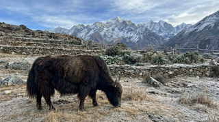 Yak