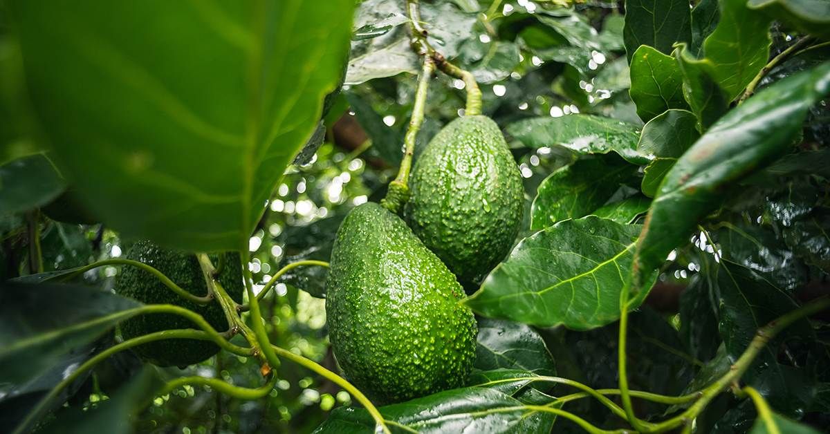 Avocado