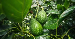 Avocado