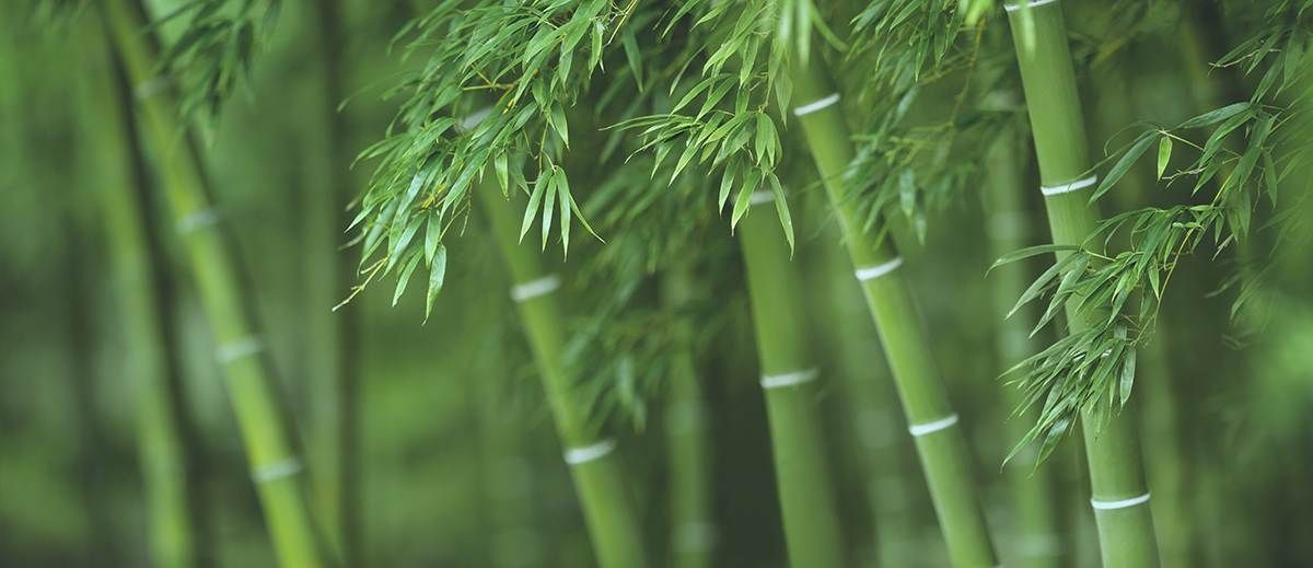 Bamboo