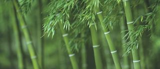 Bamboo