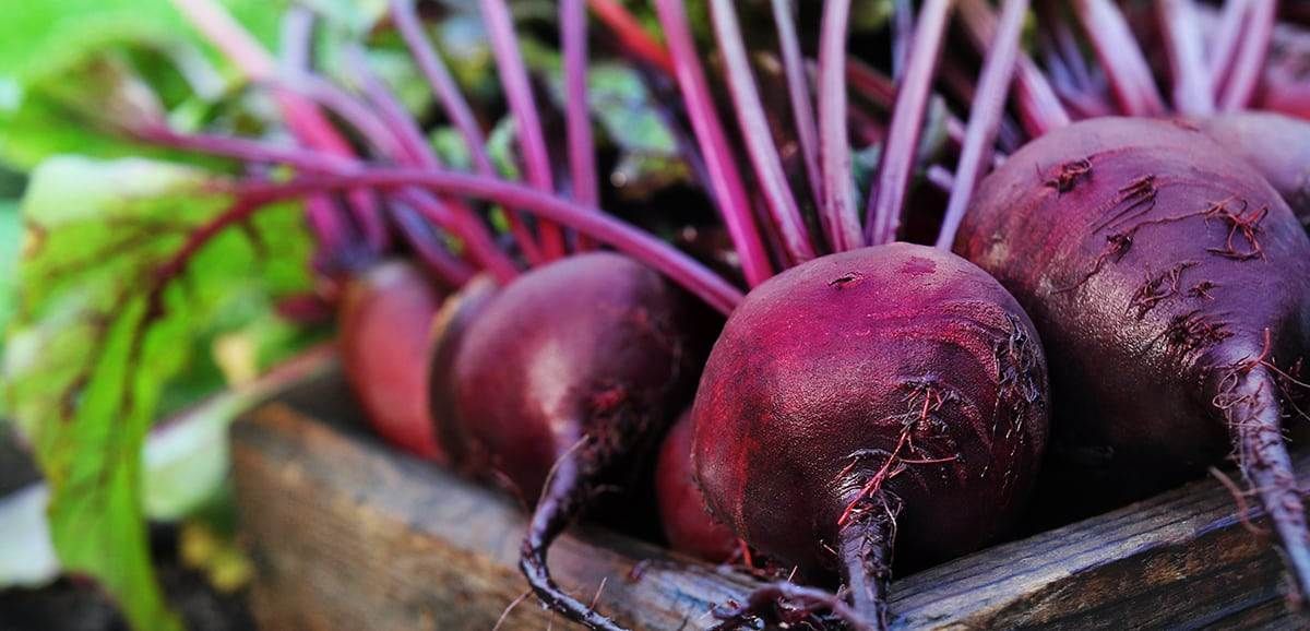 Beet
