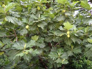 Jackfruit