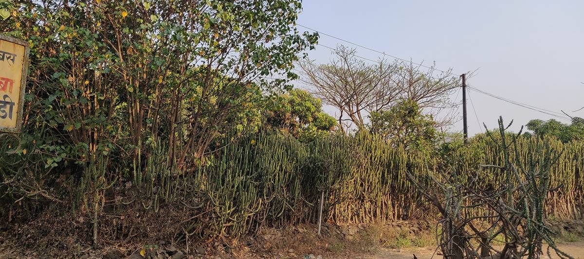 Living Fence Plants From India