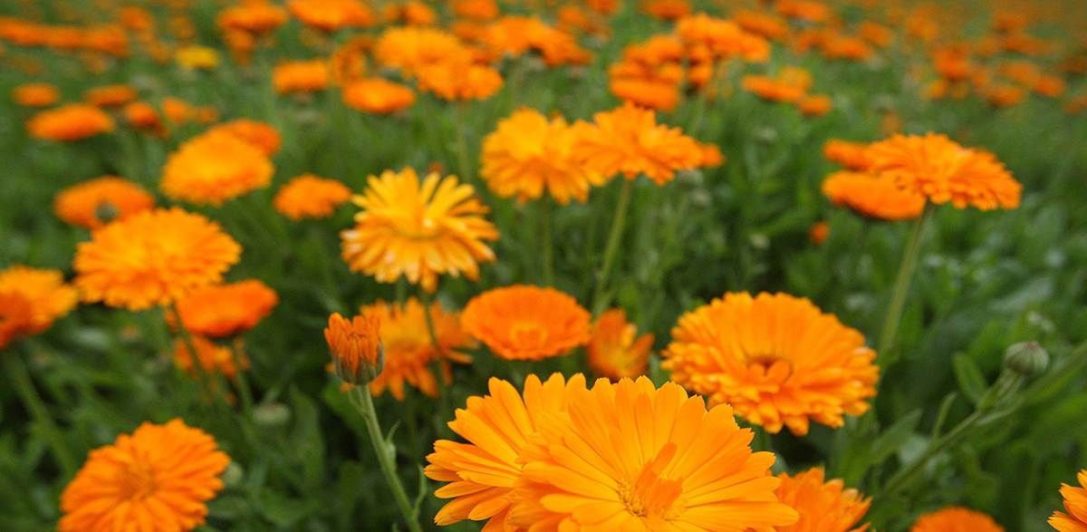 Pot Marigold