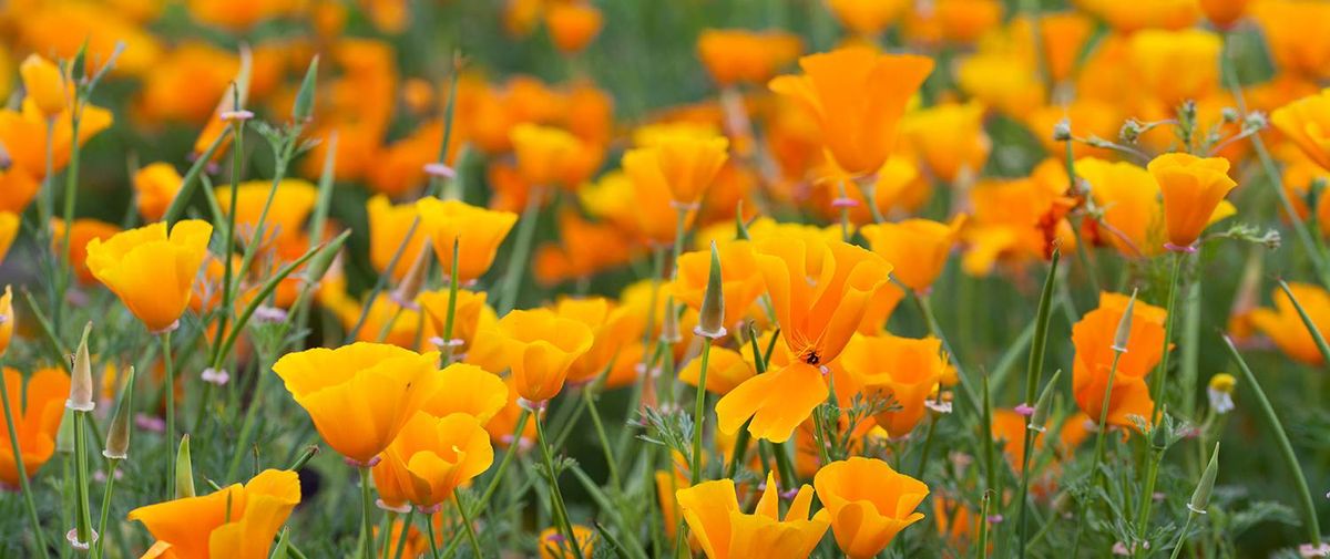 California poppy