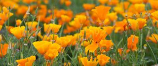 California poppy