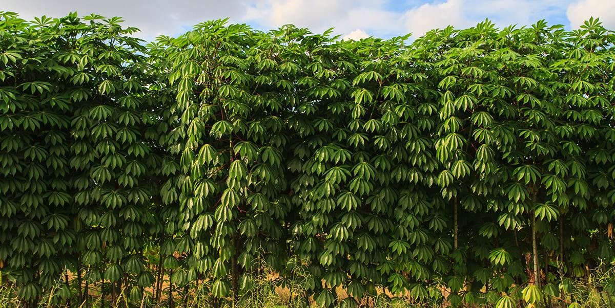 Cassava