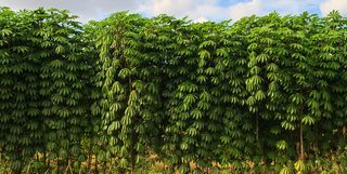 Cassava