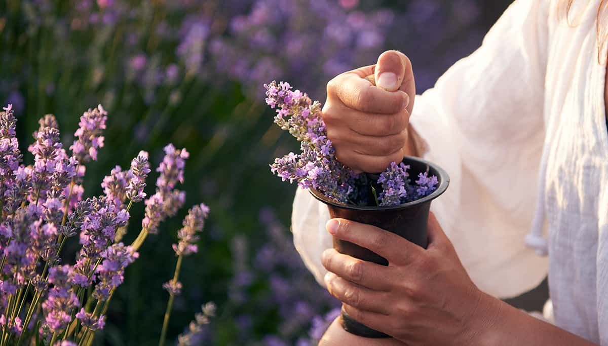 How to Make Lavender Oil at Home