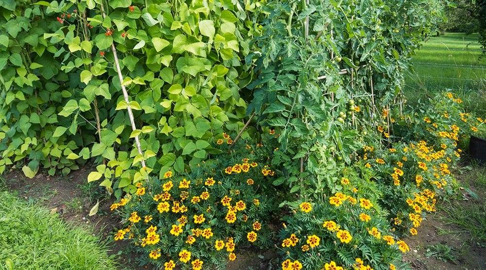 Polycultures and Companion Planting